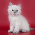 Котёночек :)