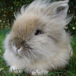 Подарю декоративного кролика
