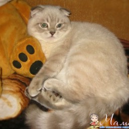 шотландский вислоухий котик