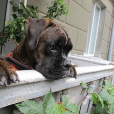 Немецкий боксер шоу класс