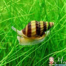 хищная улитка хелена