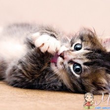 Психологическая помощь и поддержка