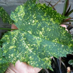 Абутилон мраморный