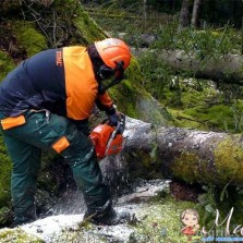 Вывоз мусора, уборка участков, порезка деревьев