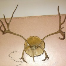 Рога Оленьи