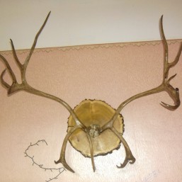 Рога Оленьи