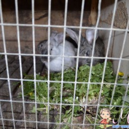 Мясо домашнего кролика под заказ