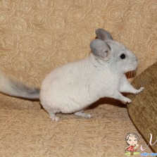 Белые шиншилята