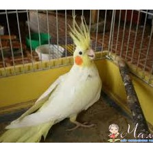 попугай Карелла