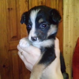 Щенок в хорошие руки