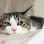 Макси фон дер Мяу