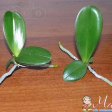 Куплю деток орхидей или отцвёвшие взрослые орхидеи