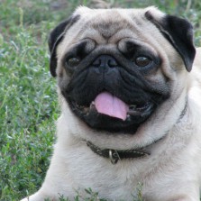 Мопс для вязки