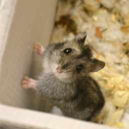 Отдам малышей джунгариков