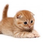 Котеночек:)