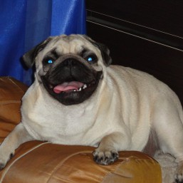 Отдам мопса девочка