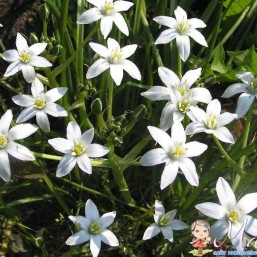 Птицемлечник