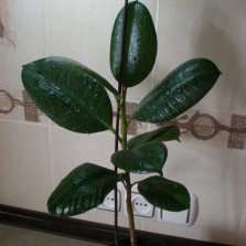 Фикусы - комнатные цветы