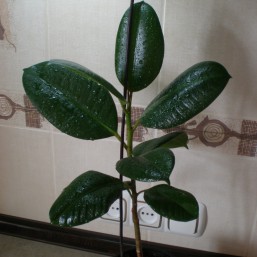 Фикусы - комнатные цветы