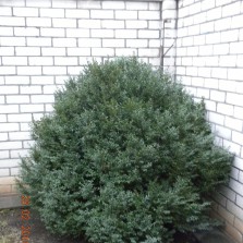 Декоративные кусты