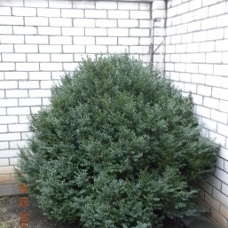 Декоративные кусты