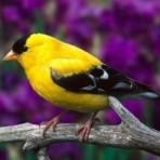 Оля и Ванюшка