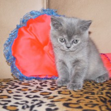 Шотландский прямоухий котенок