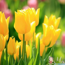 детка галандского тюльпана 1 кг