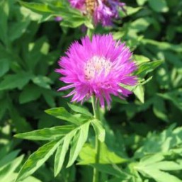 Василек - многолетний цветок