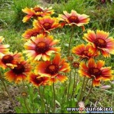 ромашка - гайлардия