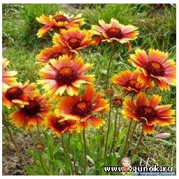 ромашка - гайлардия