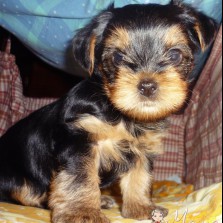 йоркширский терьер