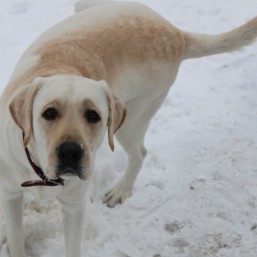 Лабрадор ищет невесту !