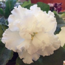 Детки фиалок