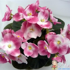 Фиалки полумини