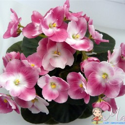 Фиалки полумини