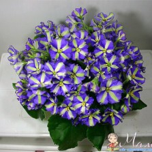 Yukako фиалка- химера