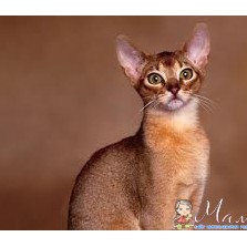 Нужен кот для вязки порода Ориентал