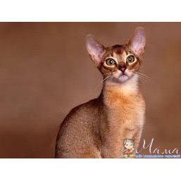 Нужен кот для вязки порода Ориентал