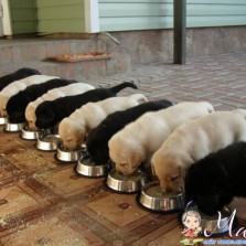 щенки лабрадор ретривер