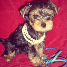 Солидный мальчик йоркширского терьера