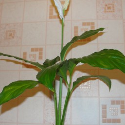 Продам цветок Спатифиллум