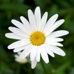 Даша Гордиенко