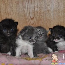 Ссупер котята