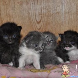 Ссупер котята