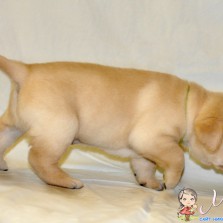 Щенки породы Лабрадор ретривер