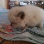 Юлия Калинская