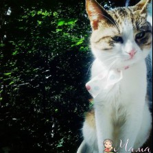 Отдам котика в хорошие руки