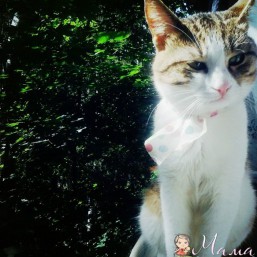 Отдам котика в хорошие руки