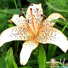 Приму в дар или куплю недорого уличные цветы